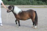 Small picture of Rosette of Northstar 40p, prem G. Såld.